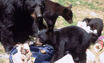 NJ black bears eating garbage